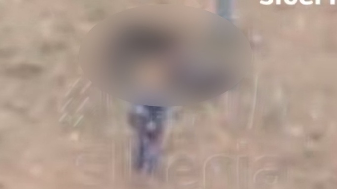 Агрессивная собака едва не загрызла ребенка возле школы в Томске. Видео