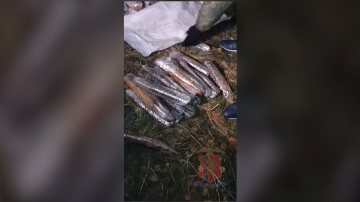     Под Енисейском полицейские изъяли 217 краснокнижных рыб и 37 банок черной икры