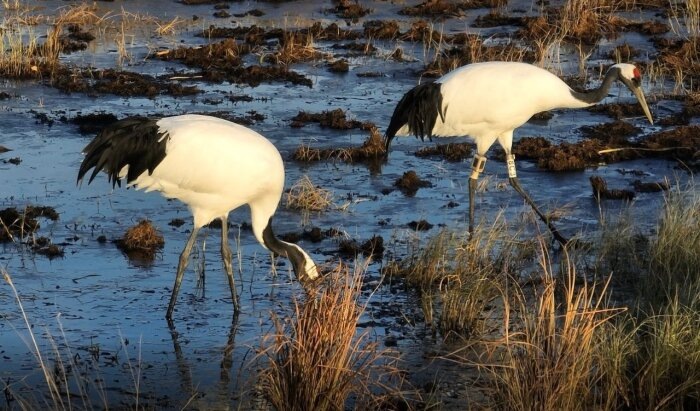 Снежинка и Подснежник скользят по льду замёрзшего болота / Фото: телеграм-канал орнитолога Антона Сасина