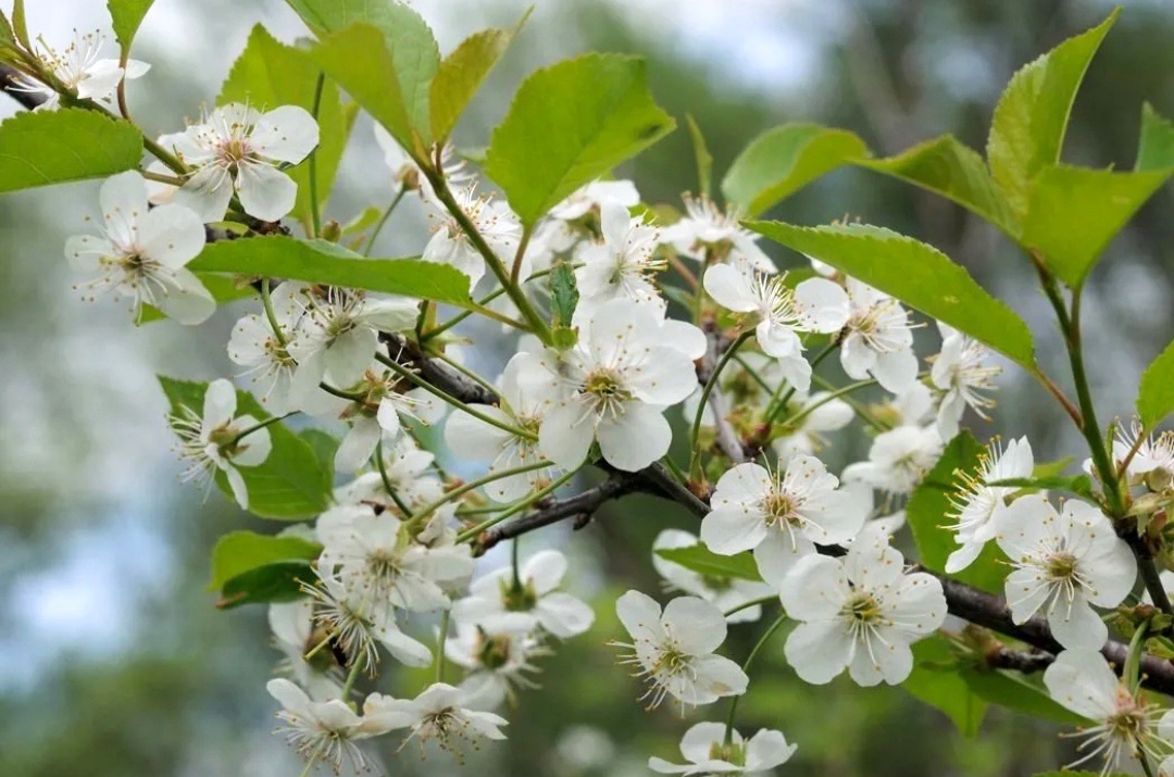 Цветение черешни