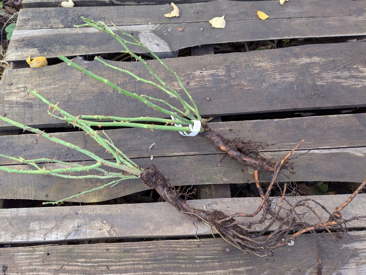 Корневая могла бы быть и получше, но и не такое выживало и растет