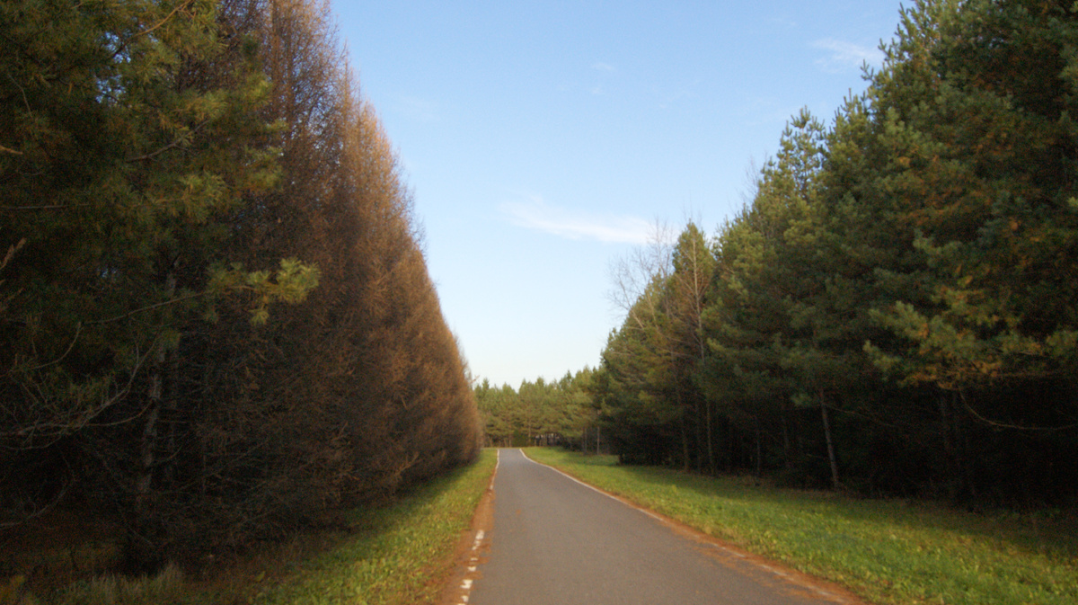 Интересный контраст . Слева золотистые лиственницы, справа сосны. А еще недавно было не отличить.