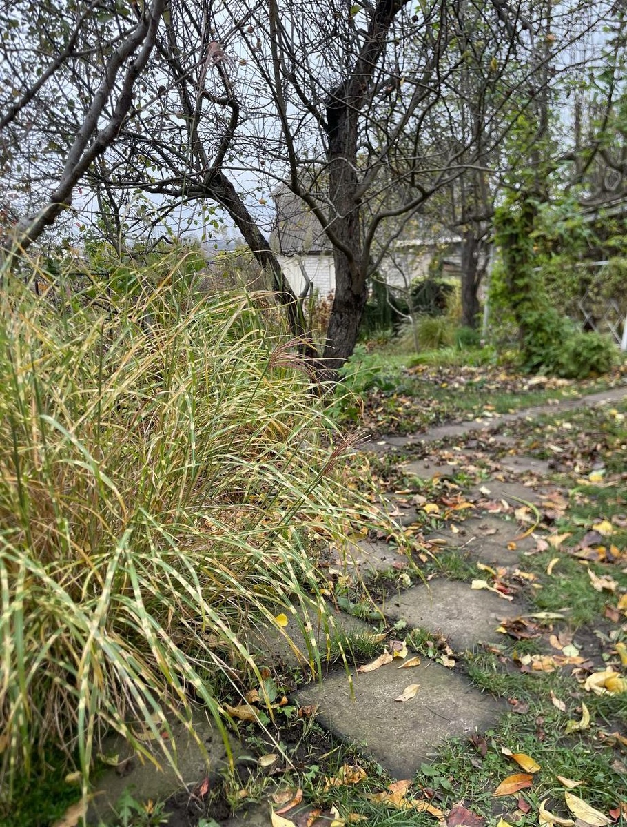 Мискантус Little zebra не успел зацвести в этом сезоне