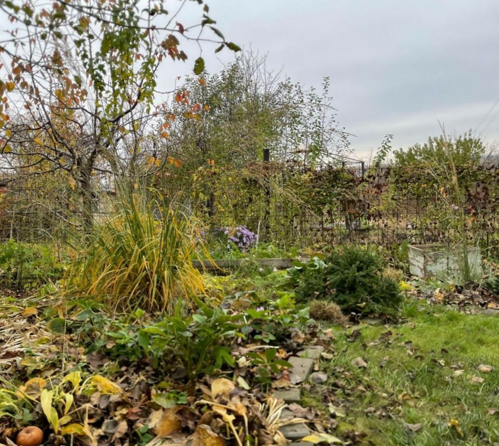 На фото не удалось показать размах колосьев молинии Transparent