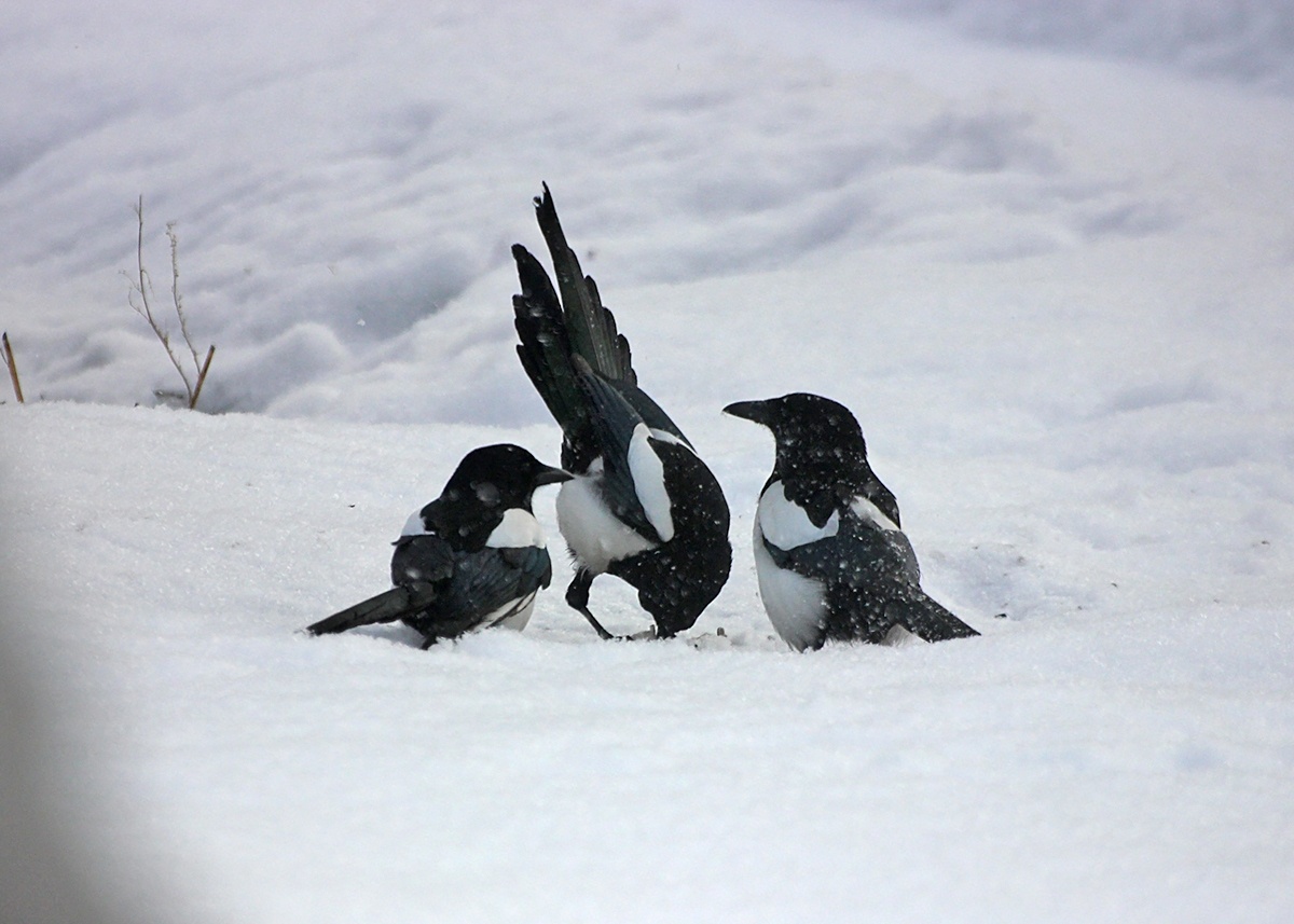 Самая маститая сорока  счастливая упорхнула со шматочком сала,  разбираться с остатками принялись её товарки...