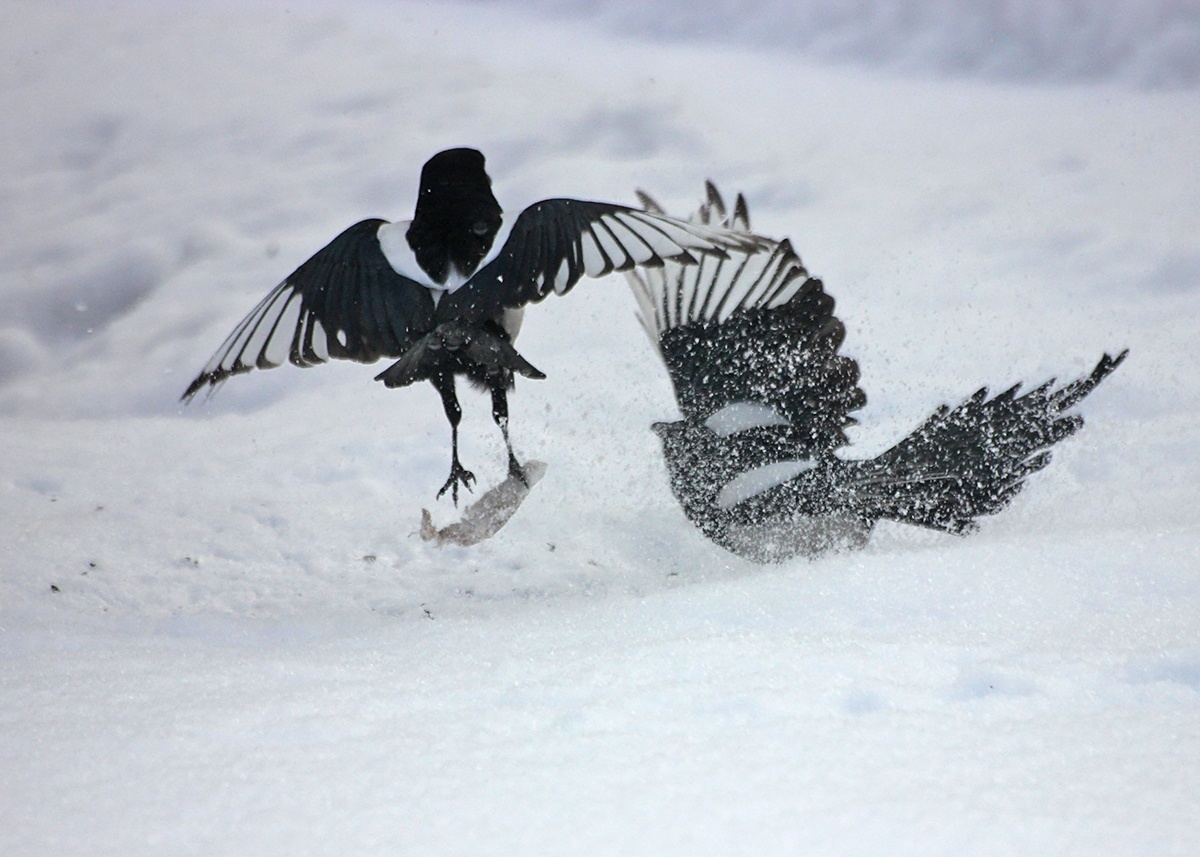 Бой за остатки сала, которые не смогла утащить самая ловкая сорока.
