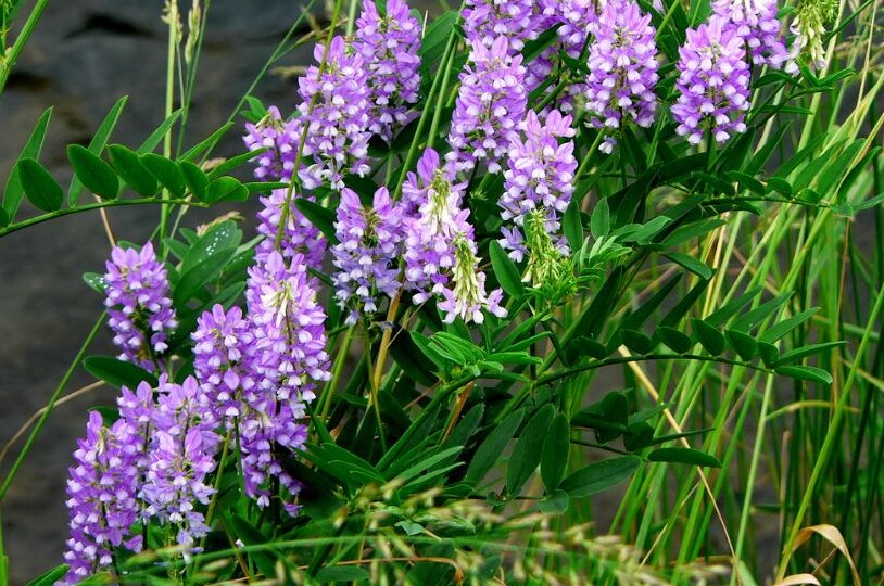 Солодка : как корень этого растения может поддержать ваше здоровье