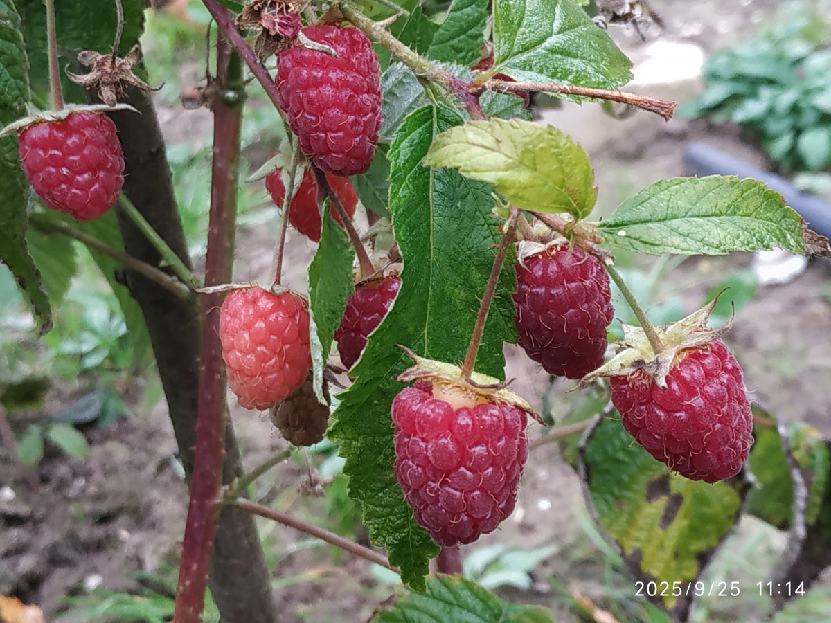 Конец сентября, а малина ещё радует