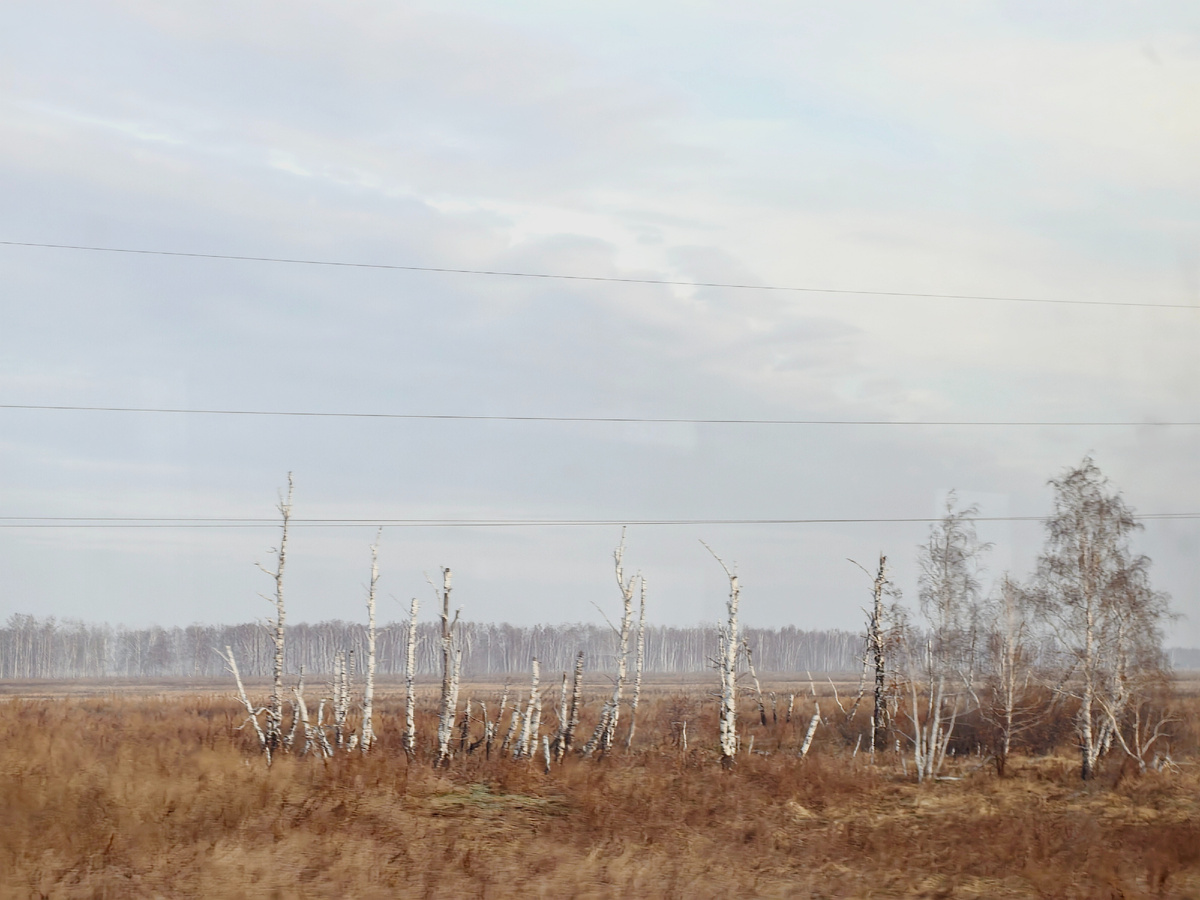 Зима всё ближе. Вымокший березняк за окном, порыжевшая трава...