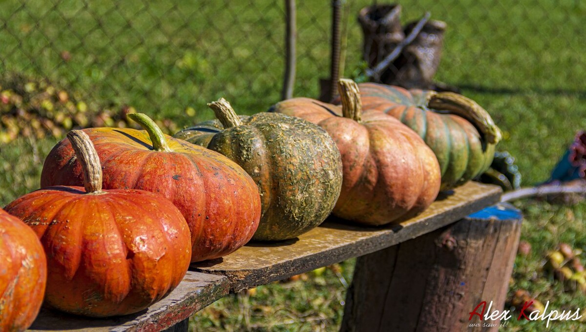 Тыква - традиционный продукт для Грузии, широко используемый в сезон сбора урожая.