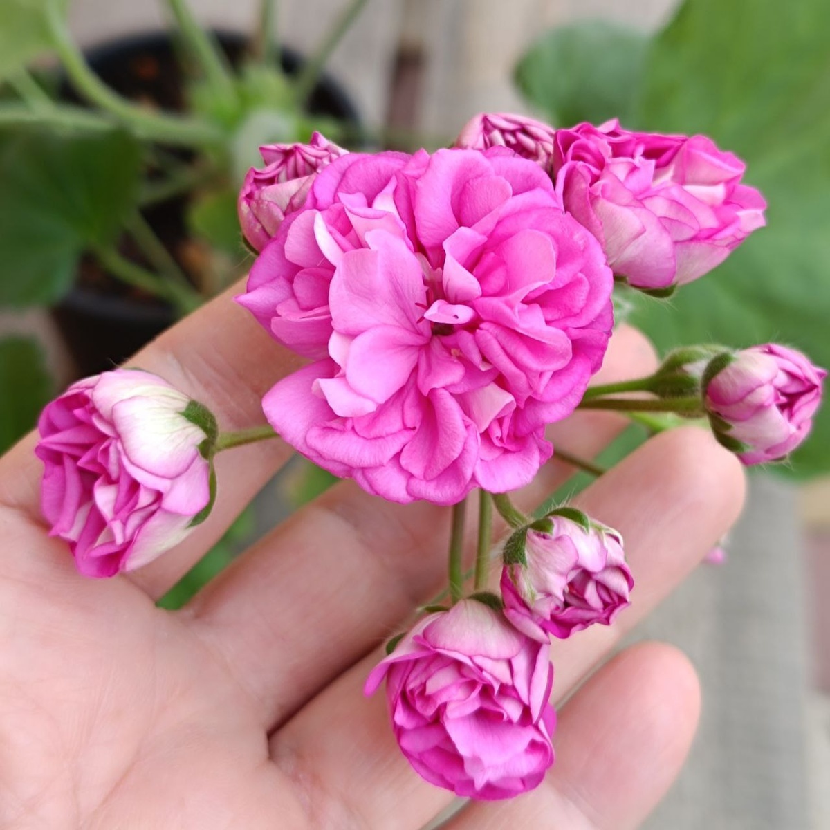 ЮВ Эльф. В марте, я обнаружила первые бутоны на своем неказистым кустике. 