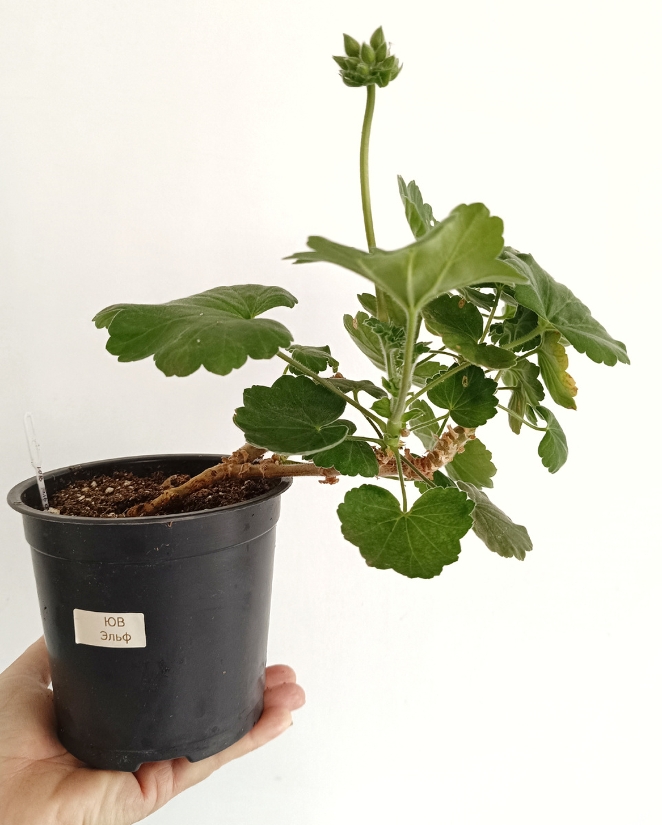 Покажу вам куст, чтобы не быть голословной. Это тот самый кустик сейчас. Спустя год. Я сняла всего один черенок. Зато кустик  с бутонами, 3 цветоноса! Смотрите какие бирочки у девушки-продавца!!! Моя мечта! Мини принтер! 