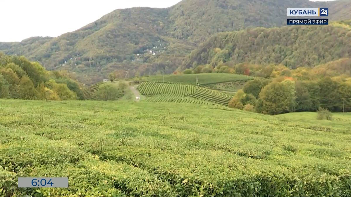    Скриншот видео телеканала «Кубань 24»