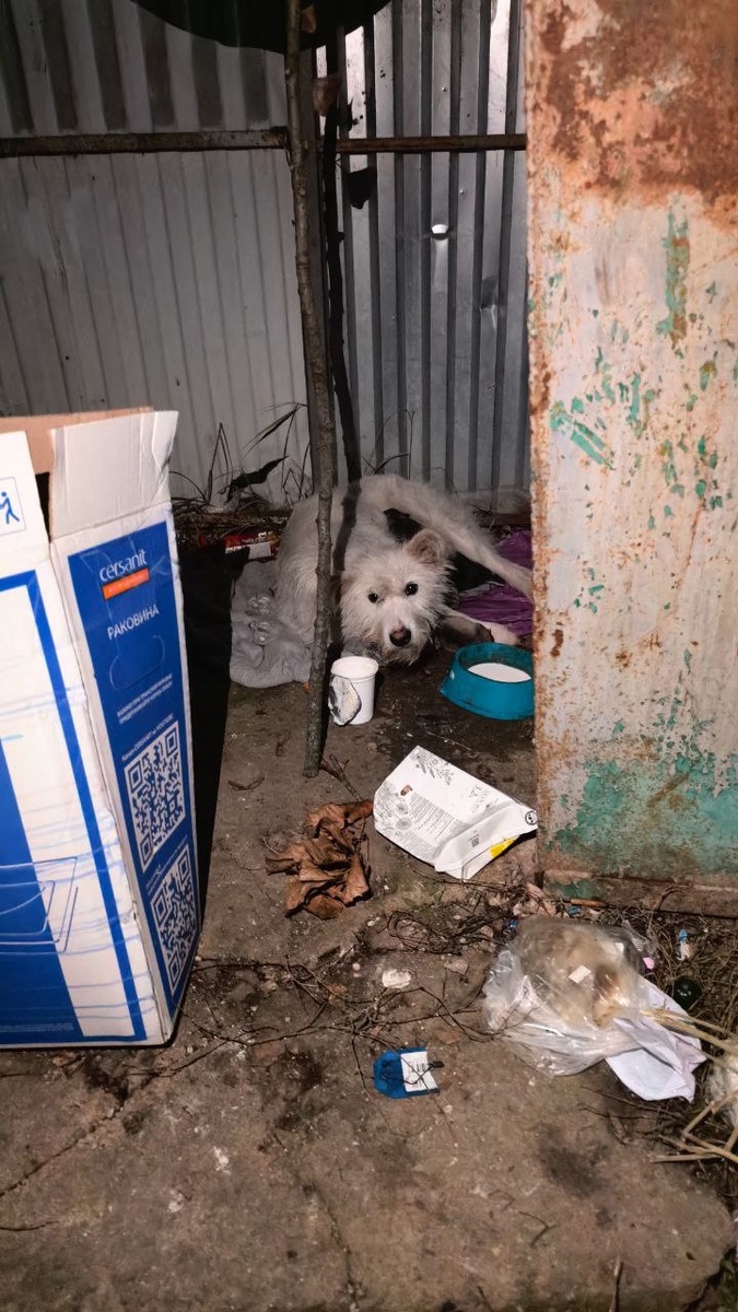 Вот такой нехитрый домик у этой собаки. Фото из архива автора