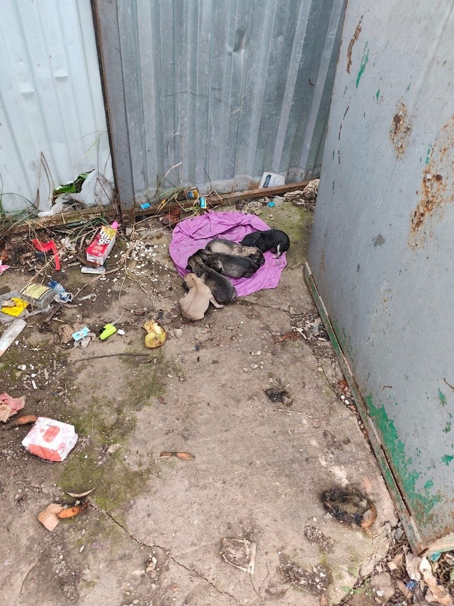 Малыши на своей лежанке из свитерка. Фото из архива автора