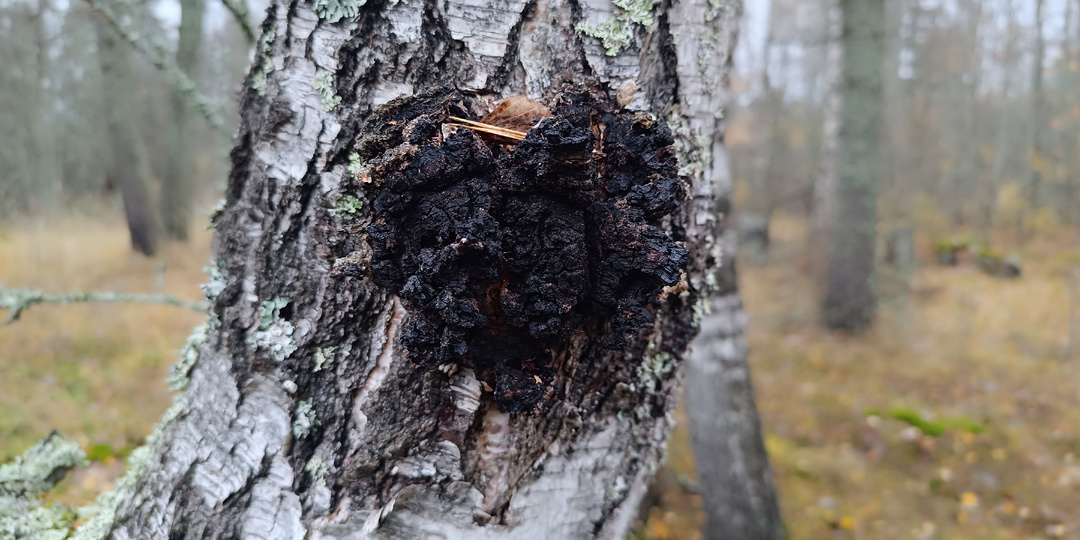 Чёрное золото берёзы: Как я завариваю чагу, чтобы она давала силу, а не скуку