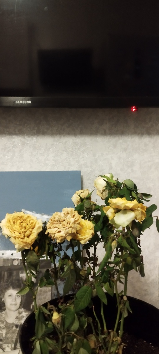 Может быть, среди моих подписчиков есть цветоводы? А у этих цветоводов есть советы, как спасти  эти капризные растения? 