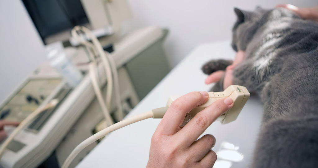 Лечение пиометра у кошек: опасное воспаление матки и как с ним бороться