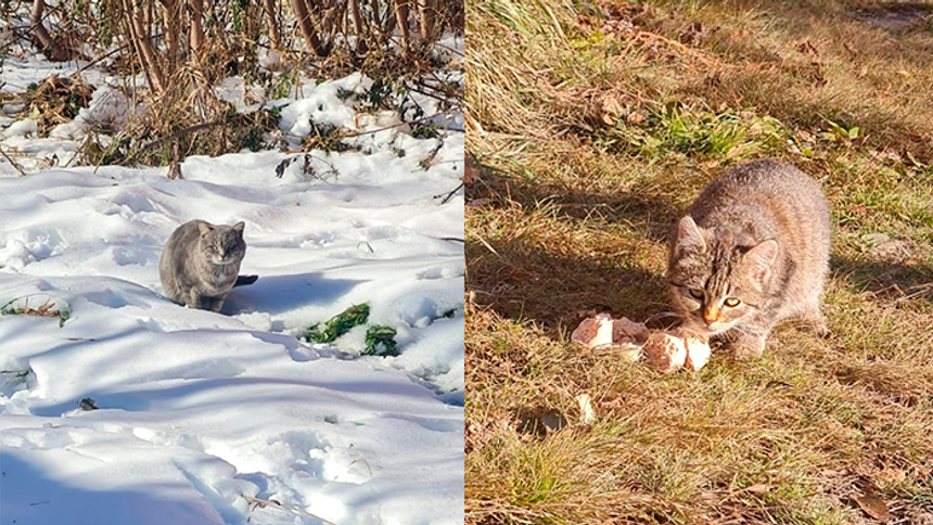 Жильцы аварийных домов в Омске бросают питомцев на верную смерть