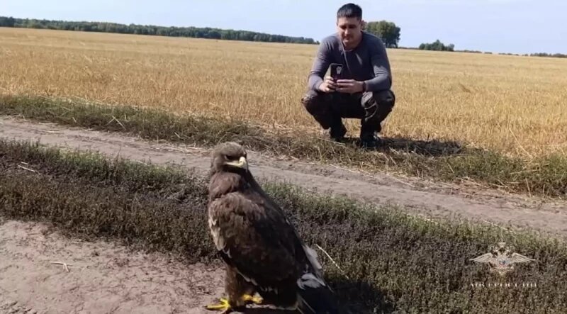 Полицейские спасли редкого орла с ранами в Алтайском крае