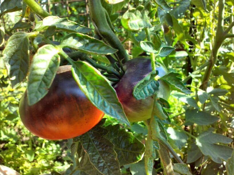 Антоциановый биколор Яркий самоцвет, фото автора