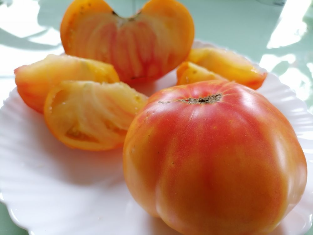 Бифтомат и биколор Хурма НК, фото автора