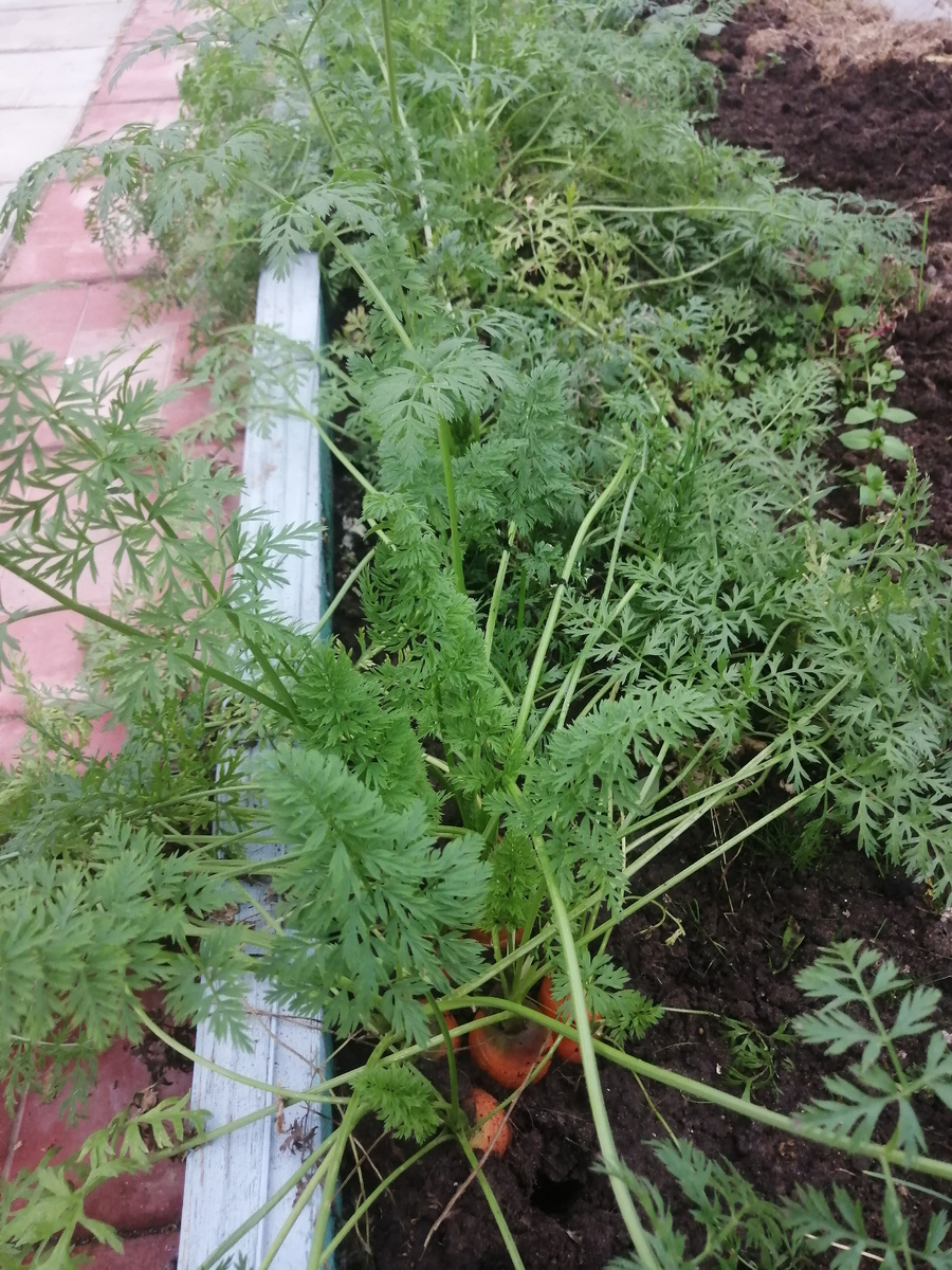 Ботва зеленущая, значит условия прекрасны