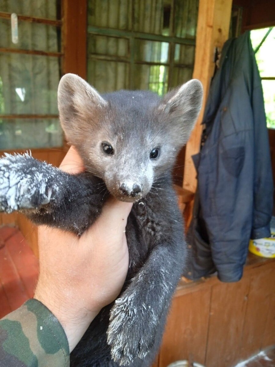    Дружба соболя Хана и госинспектора Сергея Бакшина. Источник: t.me/altzap