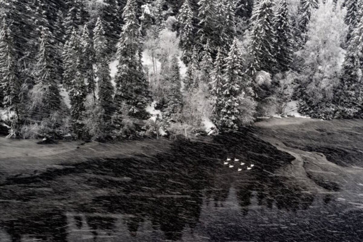    Победитель в категории «Птицы»: «Лебединое озеро» / © Terje Kolaas