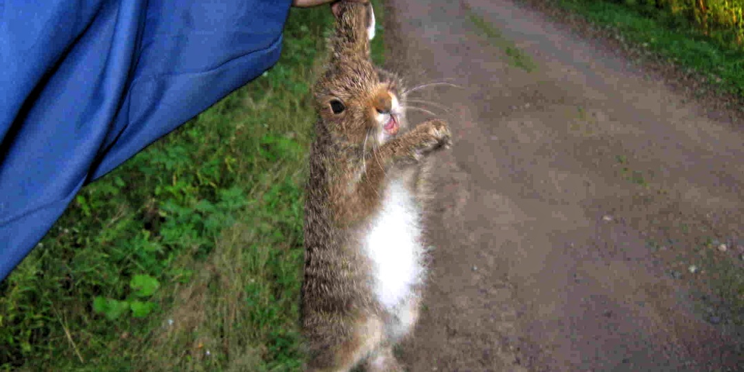 Традиции деревенской свадьбы: «закидываем зайца»