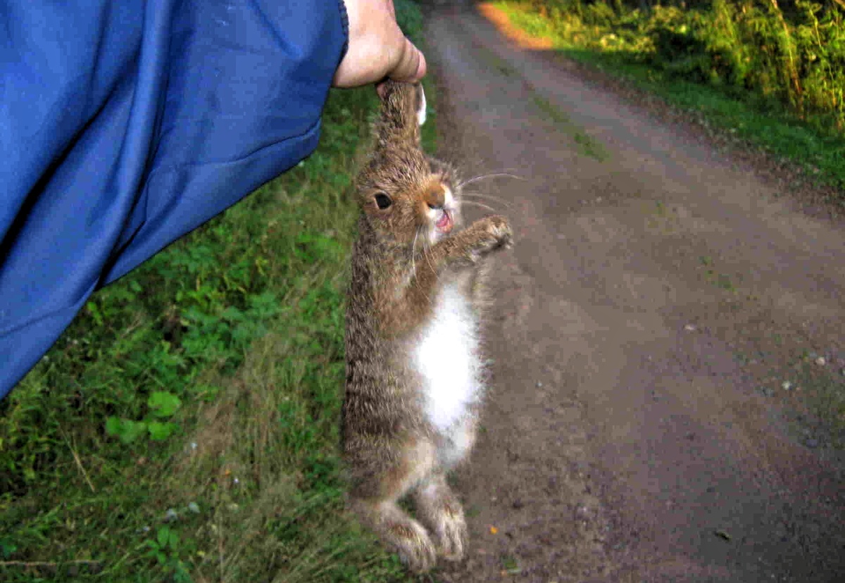 Закидываем зайца! Фото из открытых источников.