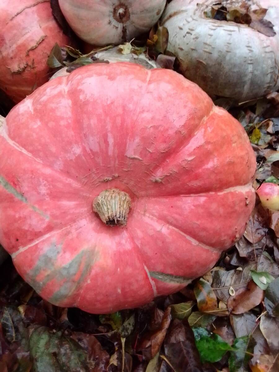 Тыква на осенней листве