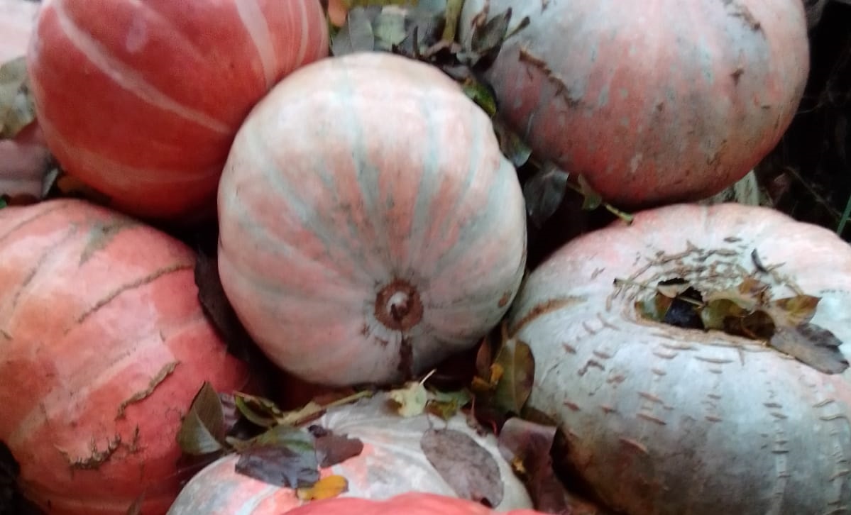 Тыквы в осенней листве