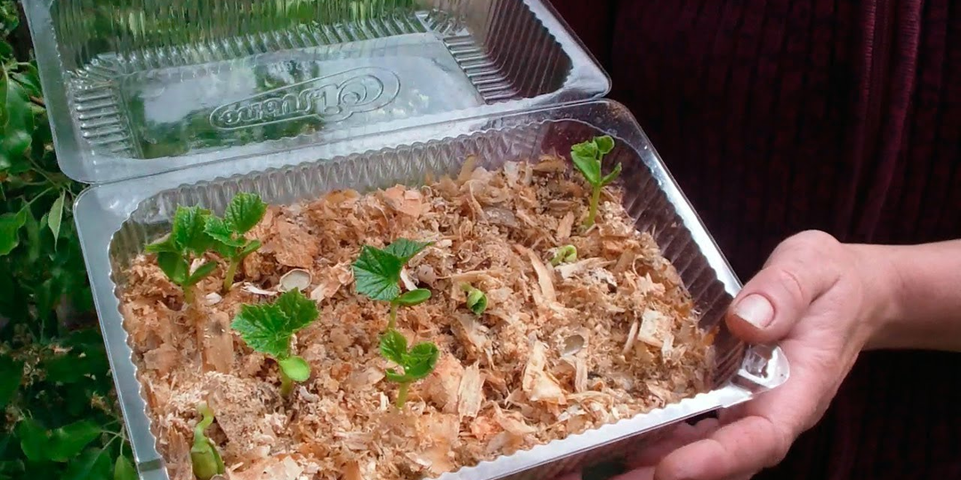 «Соседи ахнули»: 15 кг огурцов с 3 квадратных метров. Опробовал скандальный метод выращивания огурцов