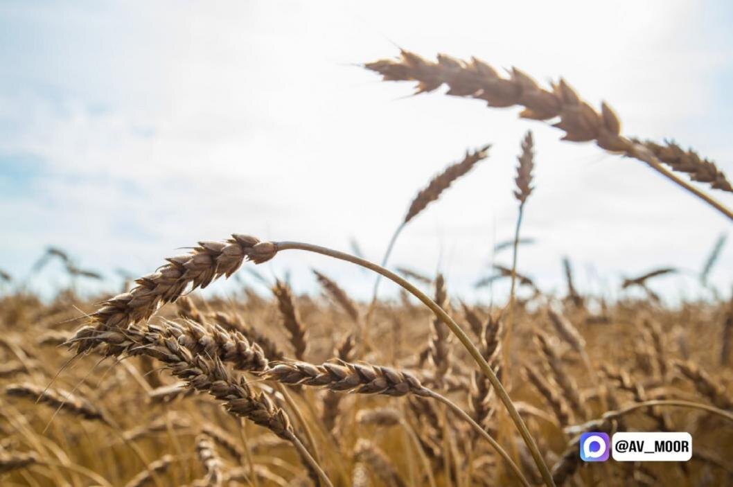  Фото из телеграм-канала Александра Моора