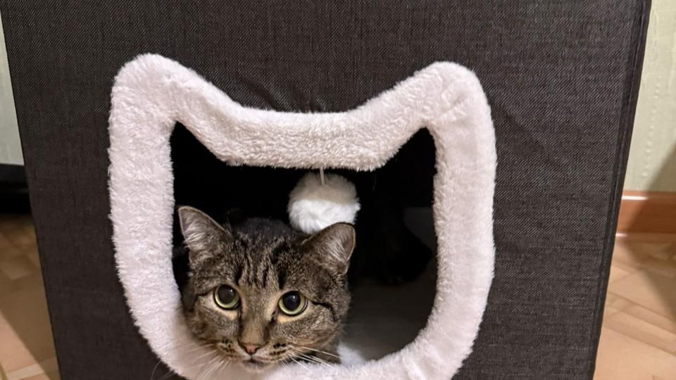 "Смертный приговор" кота, который сейчас спит на голове у хозяйки!