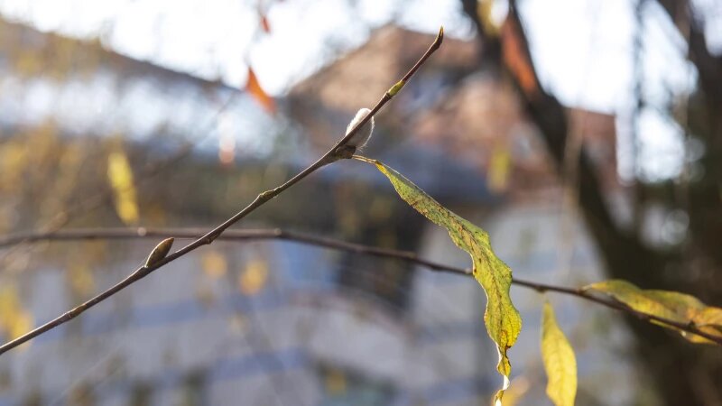     Серебристая верба в Барнауле Анна Зайкова