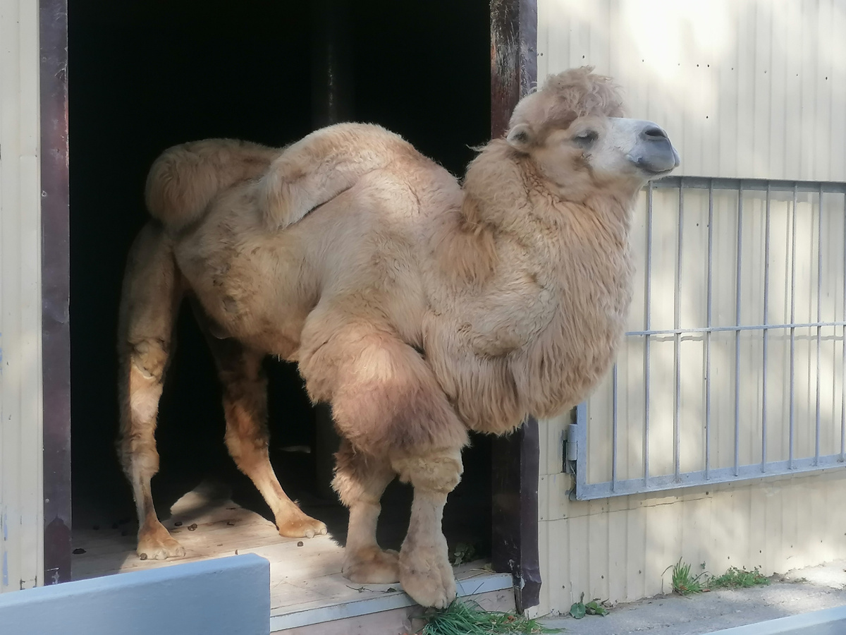 Сахалинский зооботанический парк
