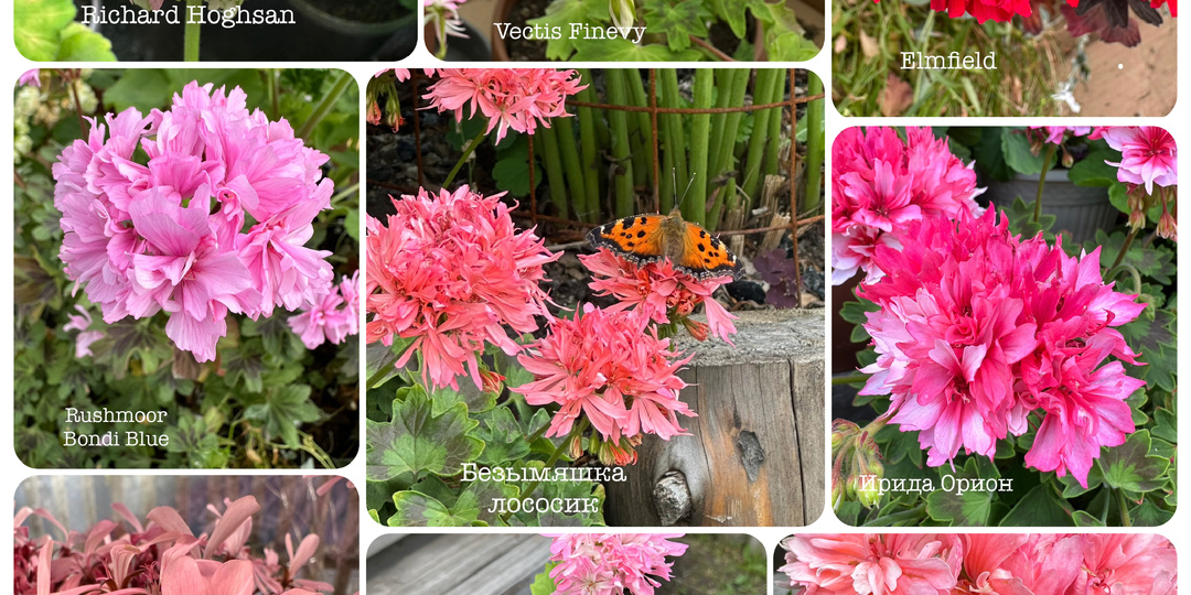 Стеллары пеларгония цветы