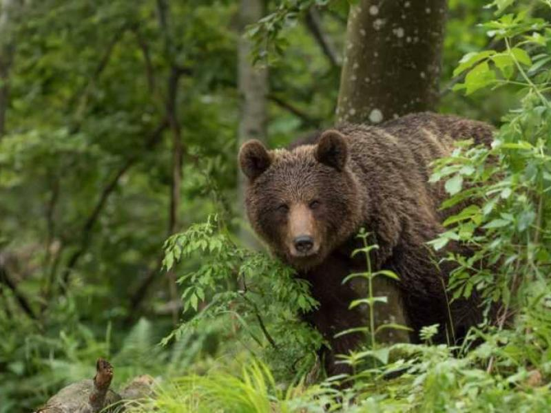 © Фото: t.me/glavabratskraion