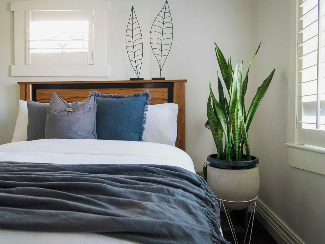 Сансевиерия 