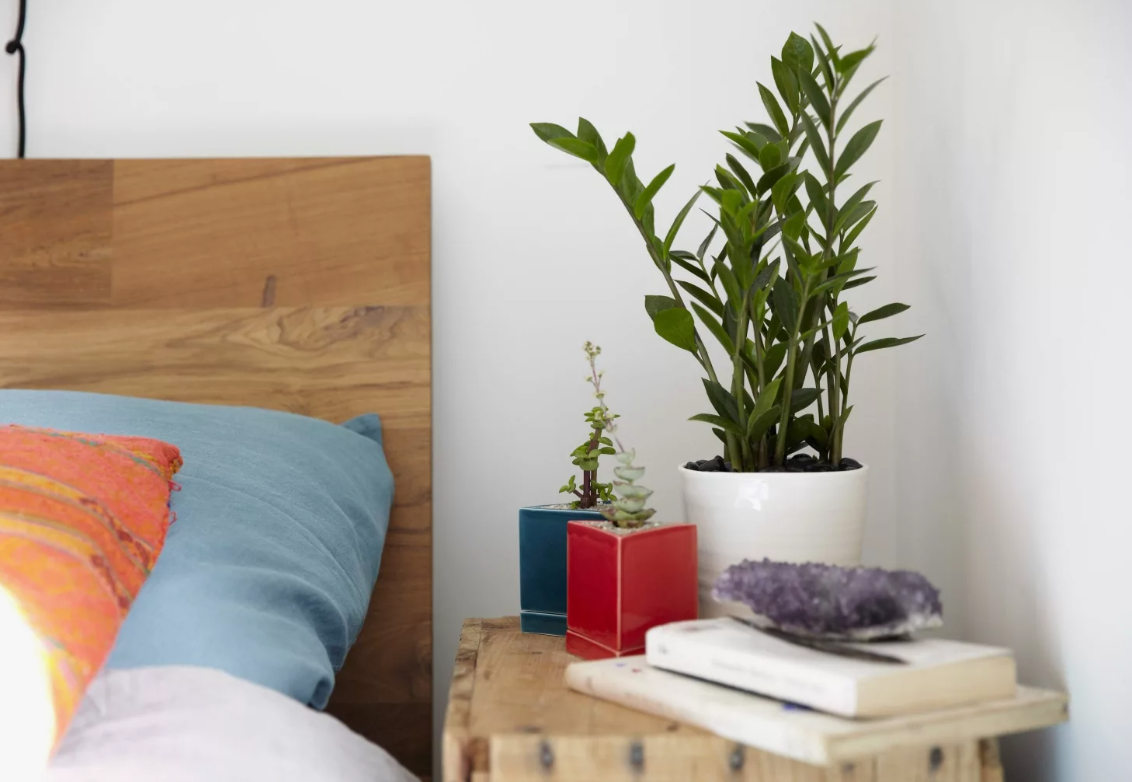 Замиокулькас 