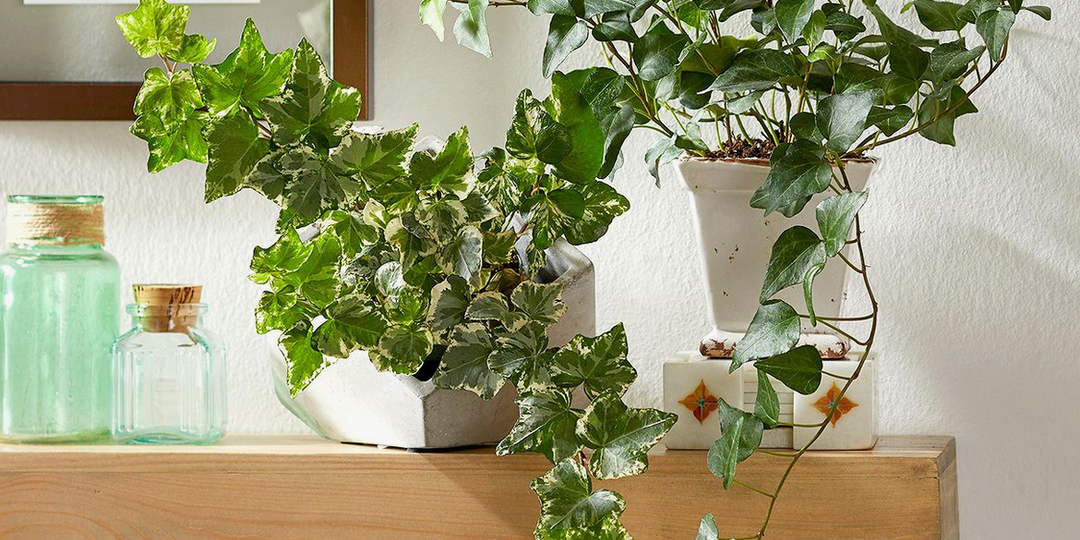 Что поставить в спальню: Сансевиерия или Спатифиллум? Сравниваем 3 пары идеальных растений