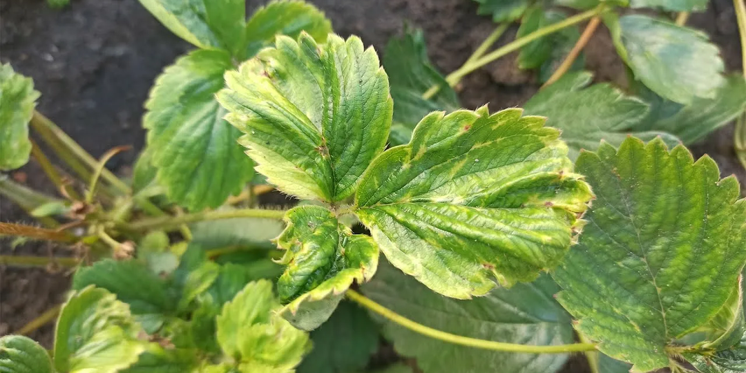 Три большие сложности при выращивании клубники