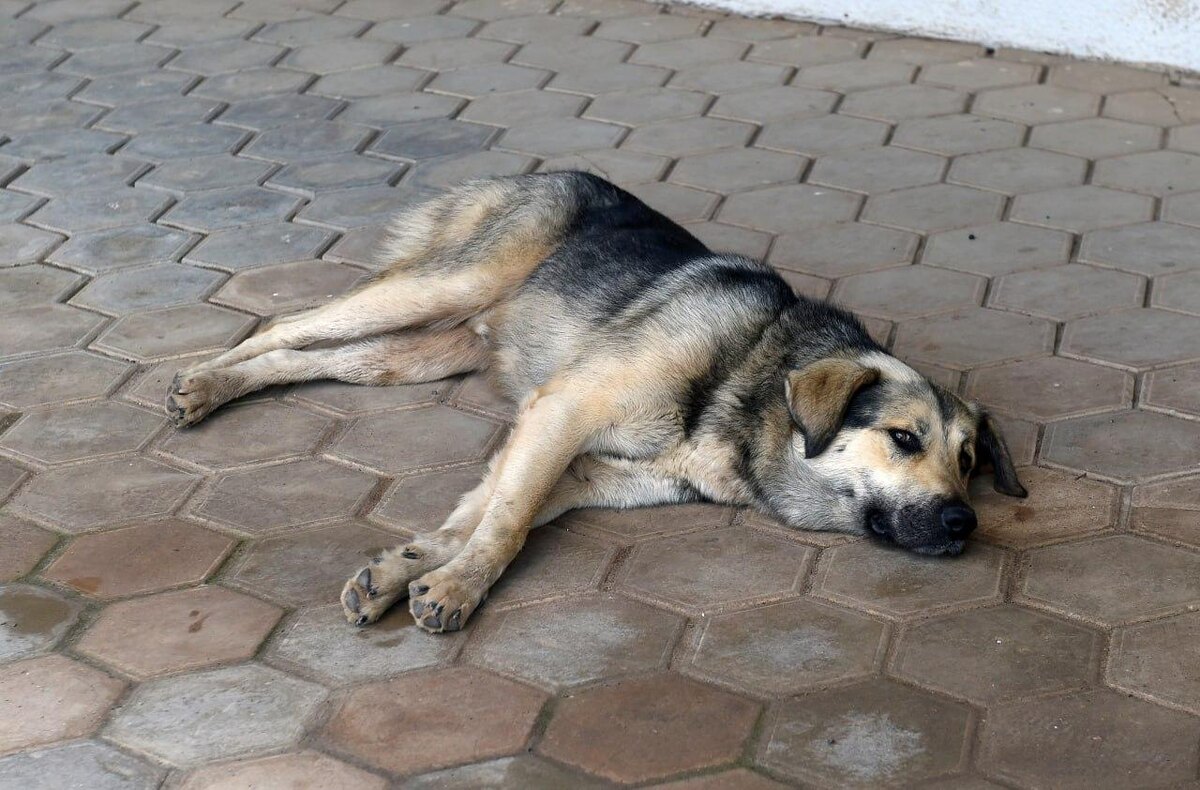    © Константин Долгановский