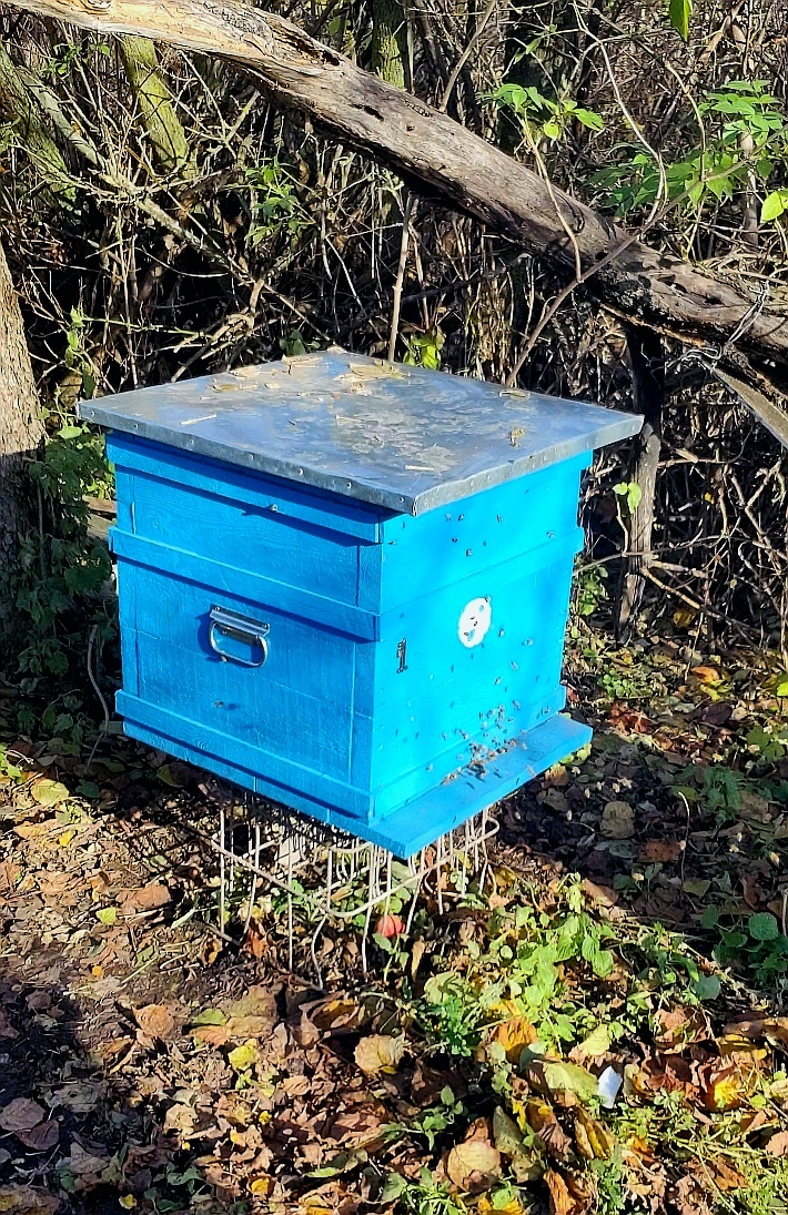 Осенний облет пчел. 26.10.2026