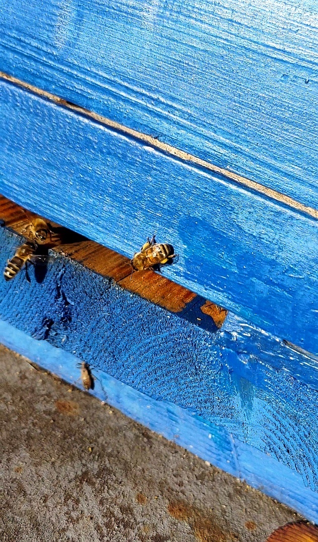 Пыльца на задних лапках пчелы. 26.10.2025