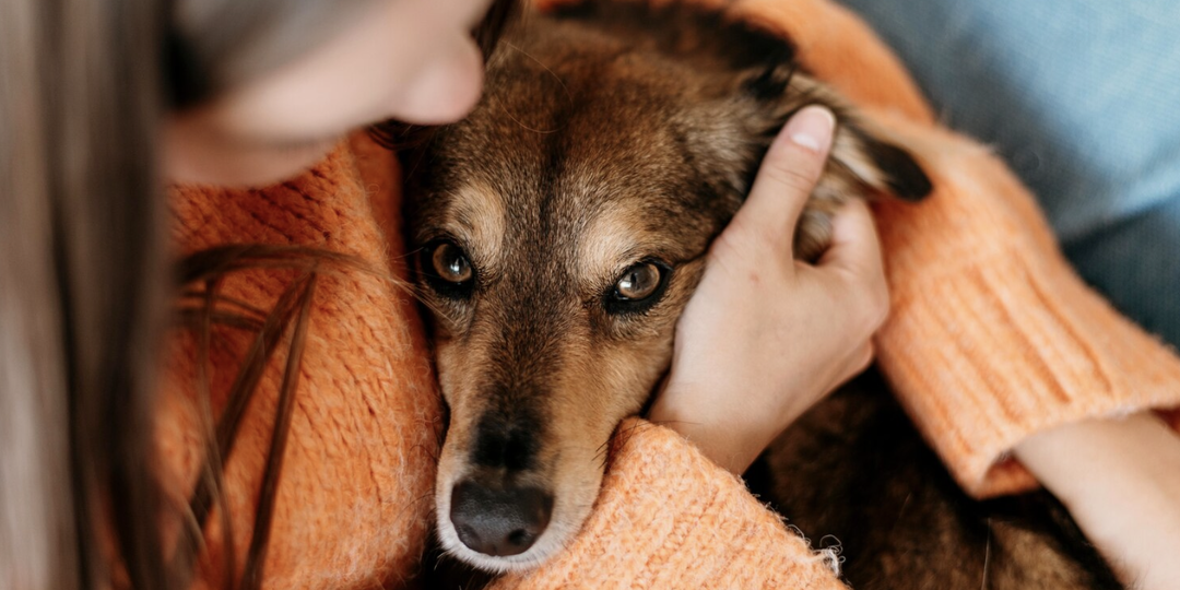 Новосибирцы выступили против закона об умерщвлении агрессивных собак