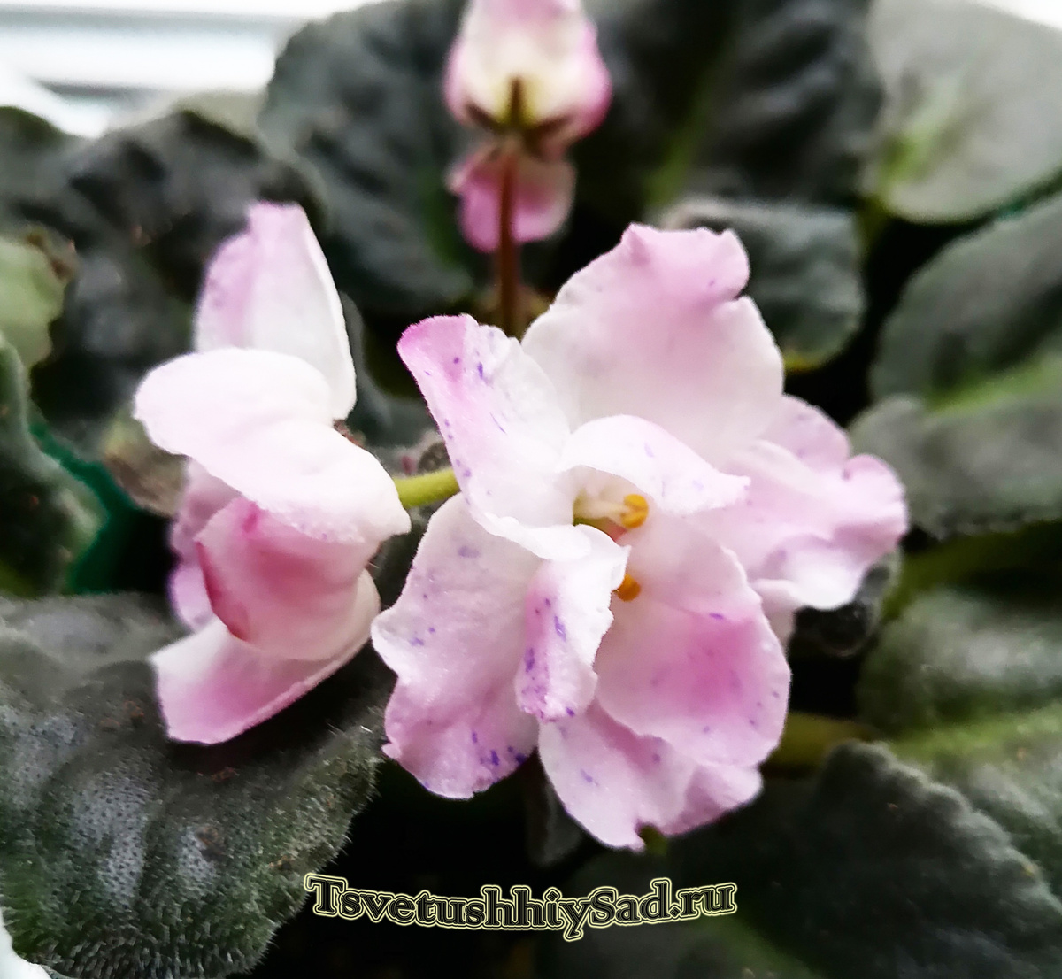 Две фиалки выращенные от одного листа.