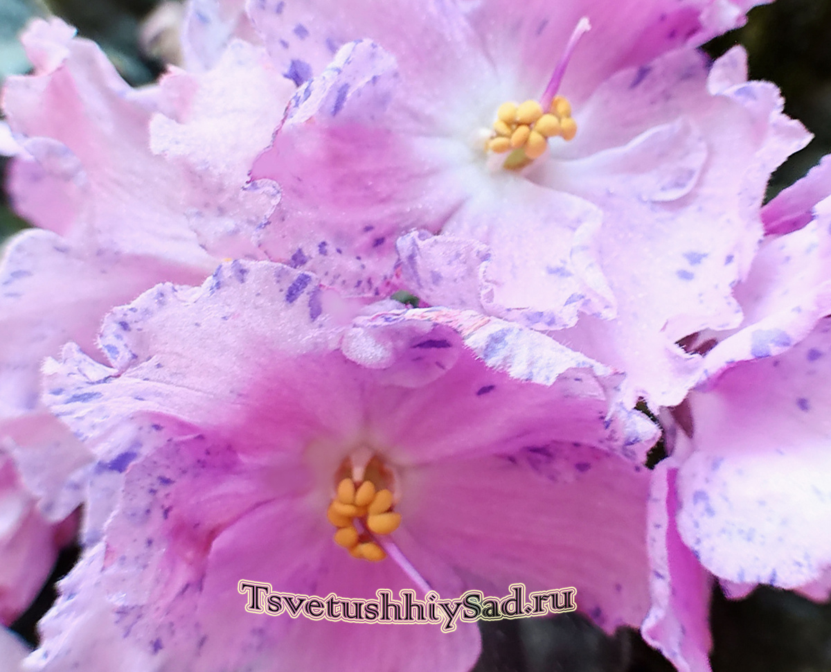 Сенполия, от листа которой выросли разные по цвету растения.